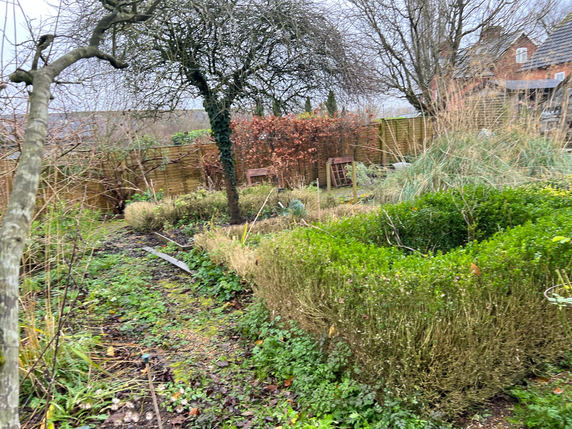 Original garden - tired box hedging, bare apple trees and a patchy lawn before redesign