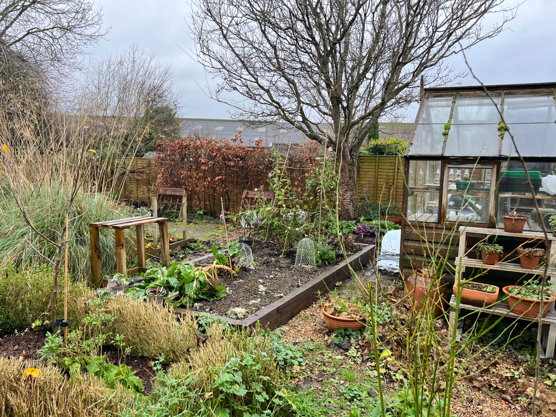 Original garden - raised vegetable bed with sparse winter planting beside an old greenhouse