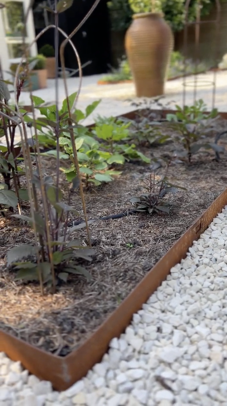 Walled flower garden - close-up of a corten-edged bed with new planting and crisp white gravel